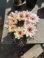 Preview: Gymnocalycium saglionis